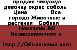 продаю чихуахуа девочку,окрас соболь › Цена ­ 25 000 - Все города Животные и растения » Собаки   . Ненецкий АО,Великовисочное с.